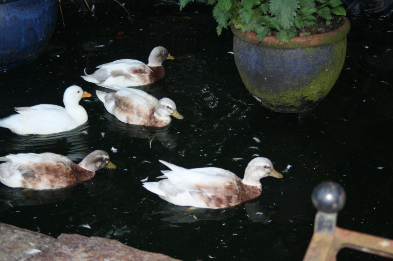 Homestay Carraholly Liskeard